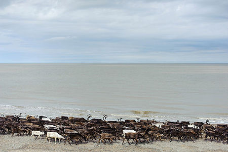 Оленье стадо на Абрамовском берегу Белого моря.