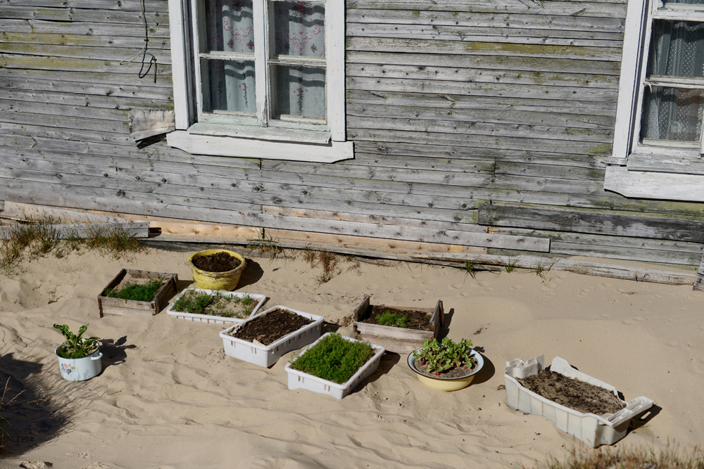 Огород у дома. Земля для "грядок" завозная, своей в Шойне нет, только песок.