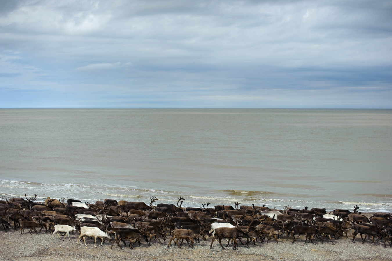 От Кулоя на Койду