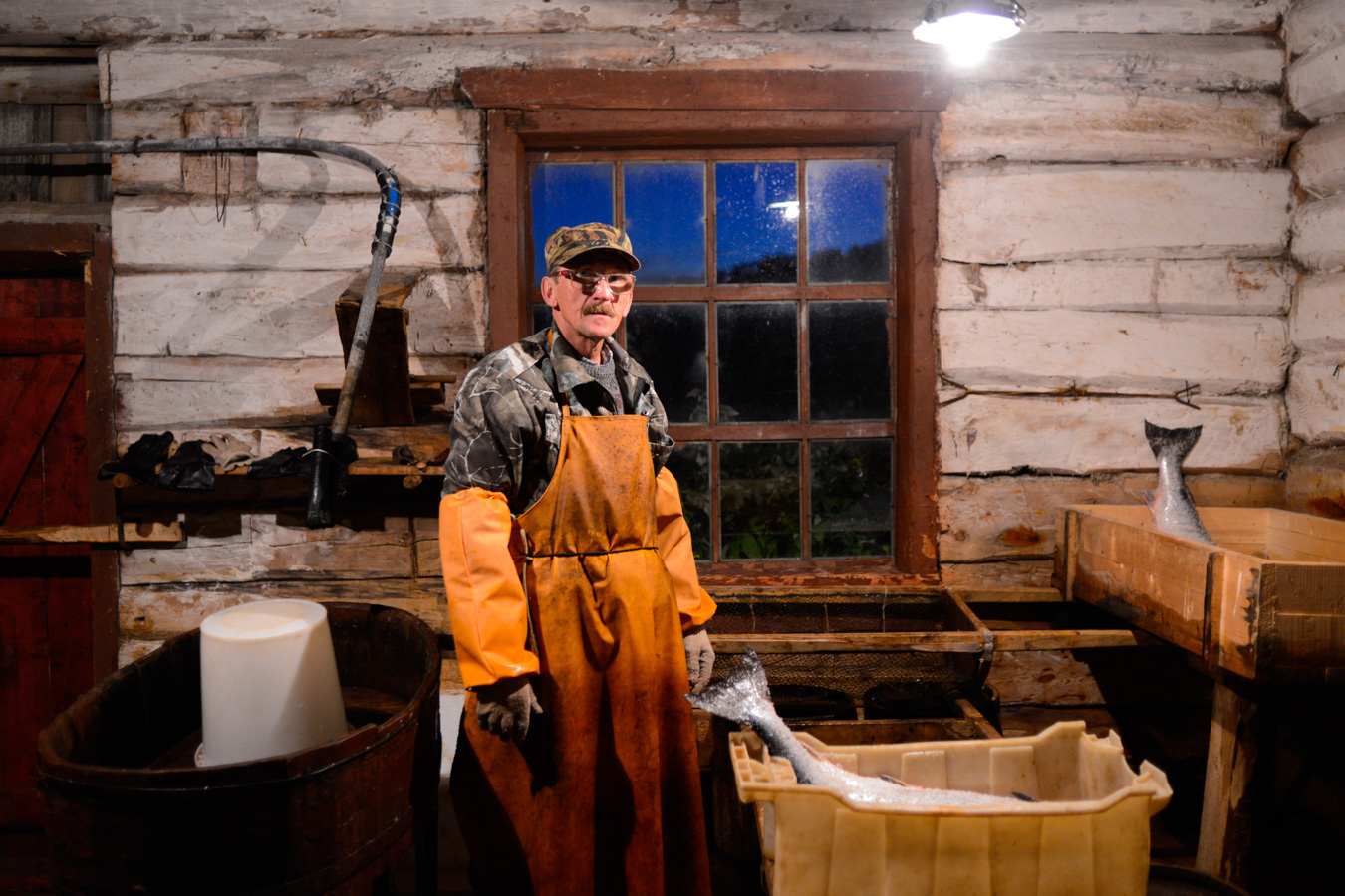 Житель села Лопшеньга шкерит семгу (под Рамштайн)