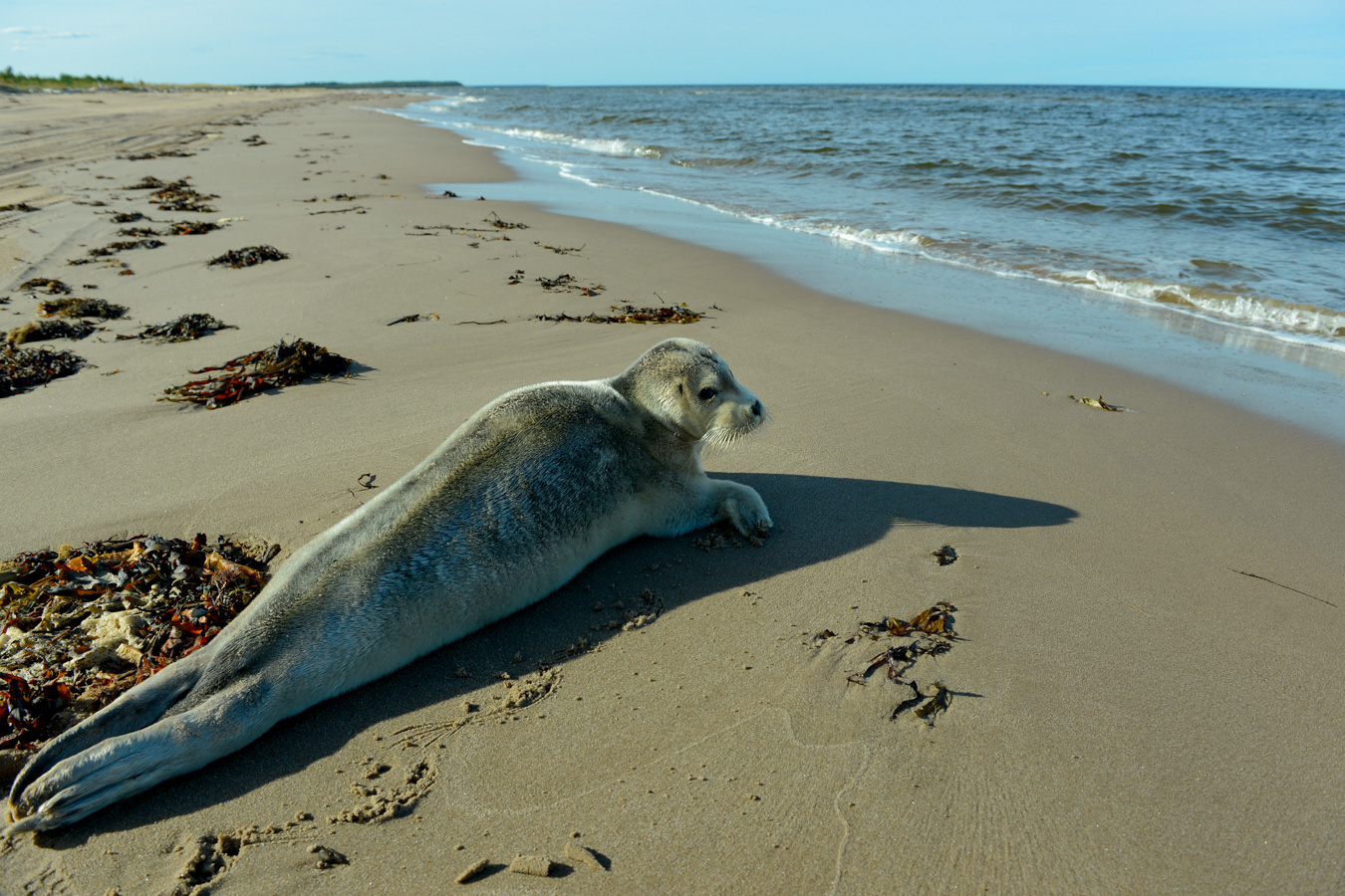 участо побережья Пертоминск-Красная гора.
