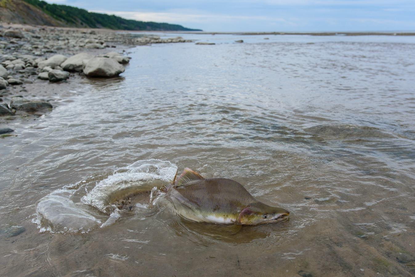 близ села Лямца