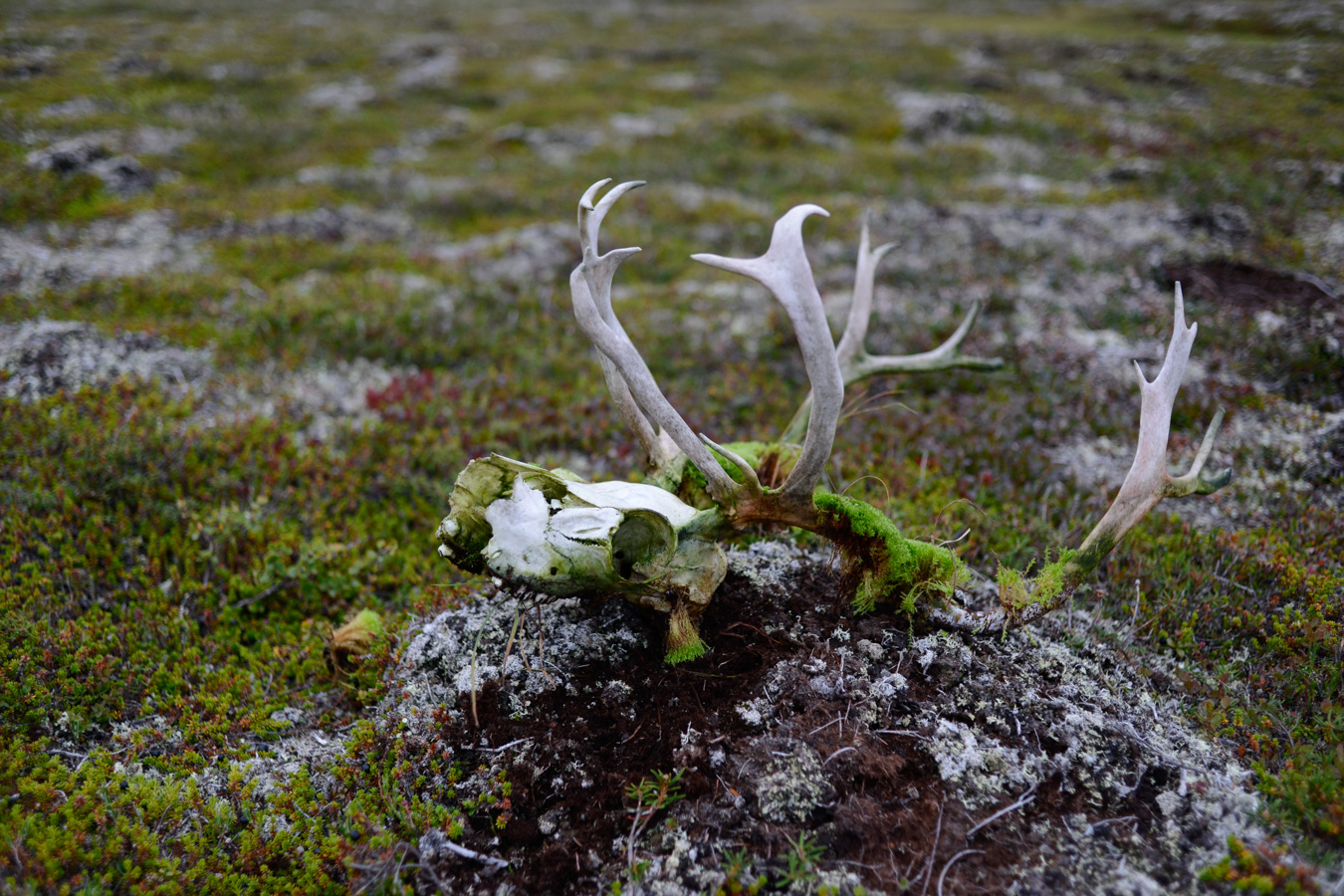 Тундра, Конушинский берег