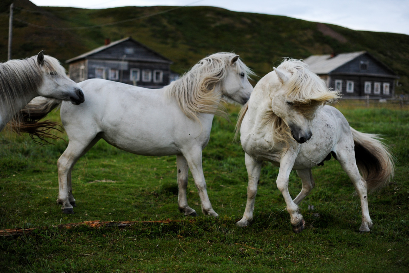 Дикие лошади Терского берега